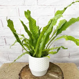 20 - 30cm Microsorum Crocodyllus Fern 12cm Pot House Plant